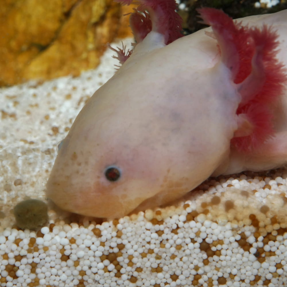 axolotl M 4.jpg
